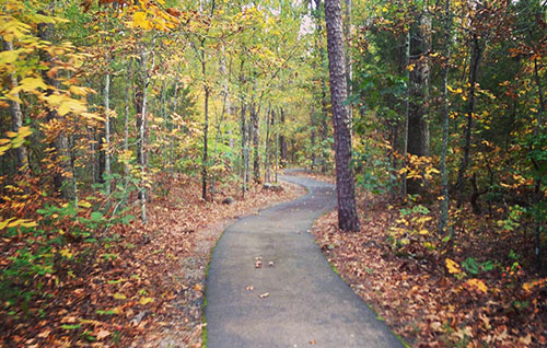 A winding path through a number of trees