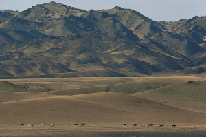 A sprawling landscape shot, with rolling hills in the foreground dotted with horses and the Gobi Altai mountains in the background.