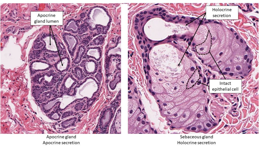 glandular epithelium tissue