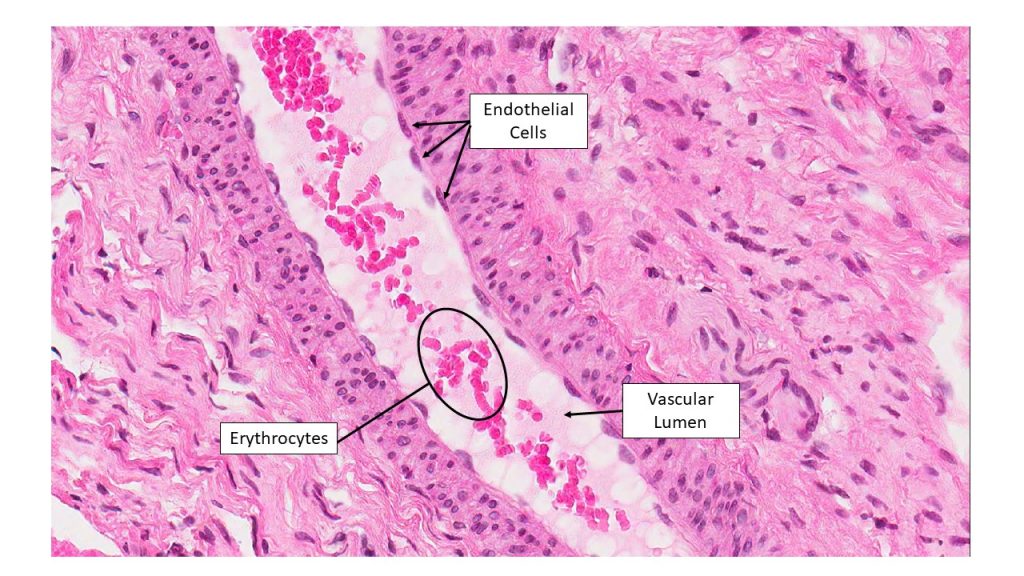 endothelium and mesothelium