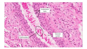 Classification by number of layers of cells – Veterinary Histology