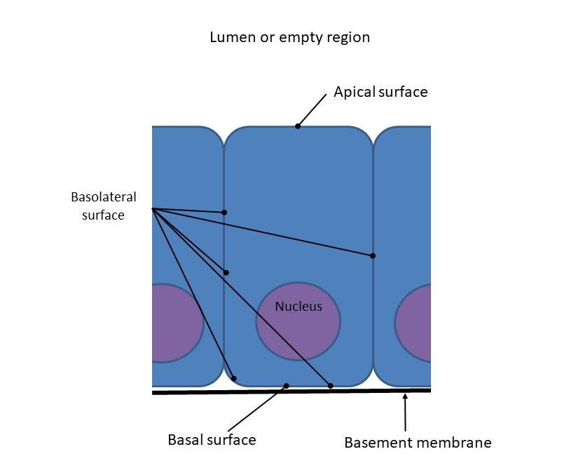 apical and basal surfaces