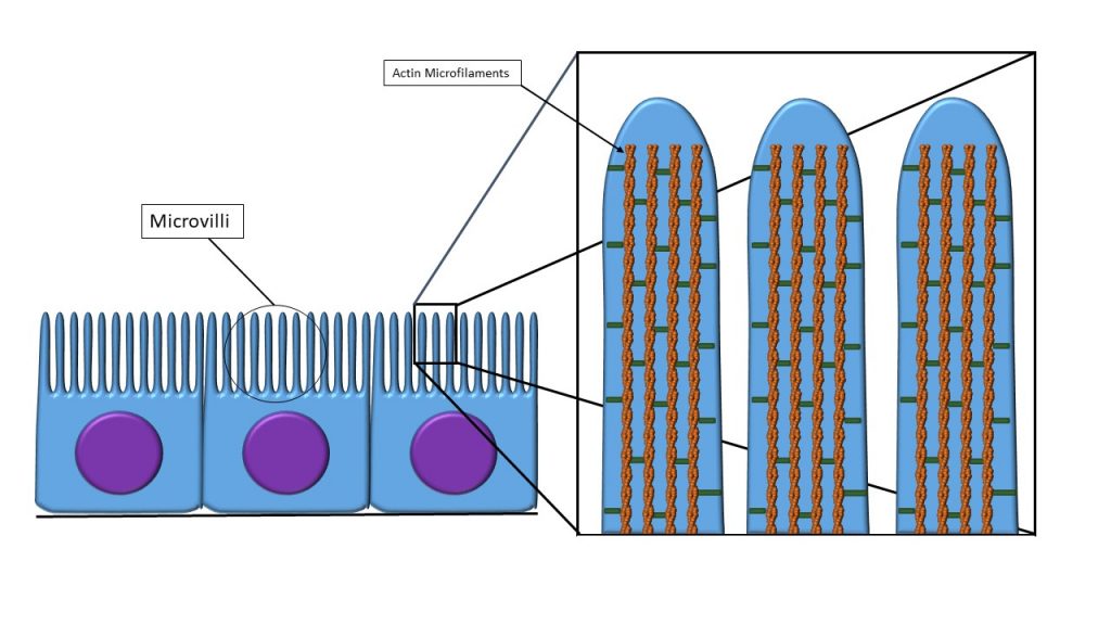 ciliated epithelial cell labeled diagram