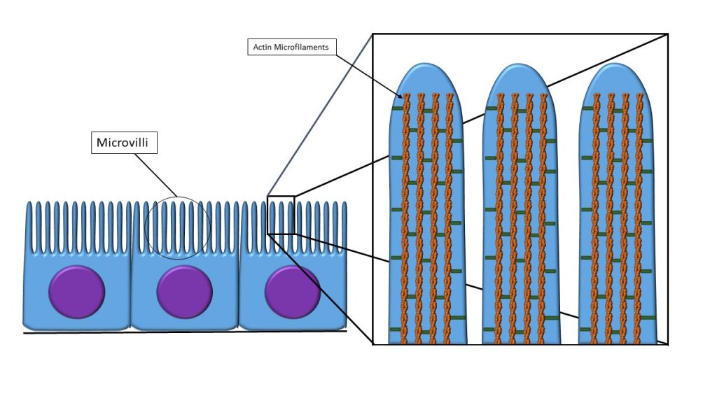 simple cuboidal epithelium apical surface