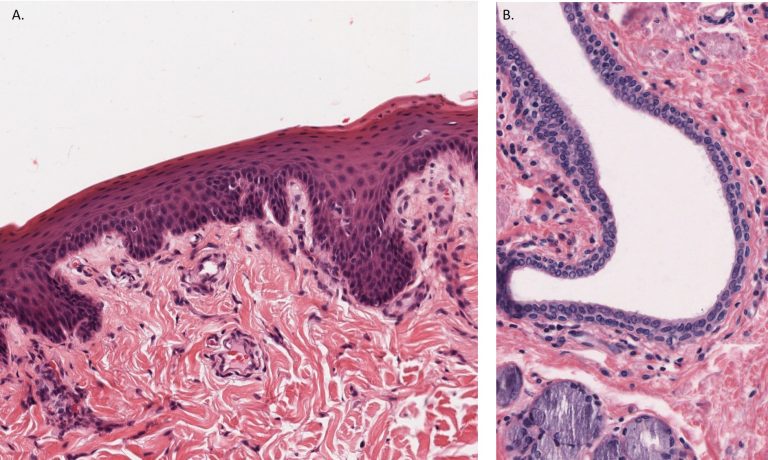 Classification by number of layers of cells – Veterinary Histology