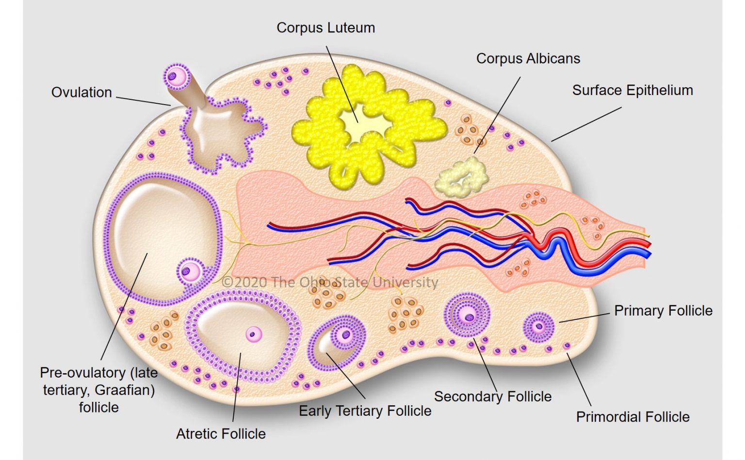 The ovary – Veterinary Histology