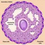 The ovary – Veterinary Histology