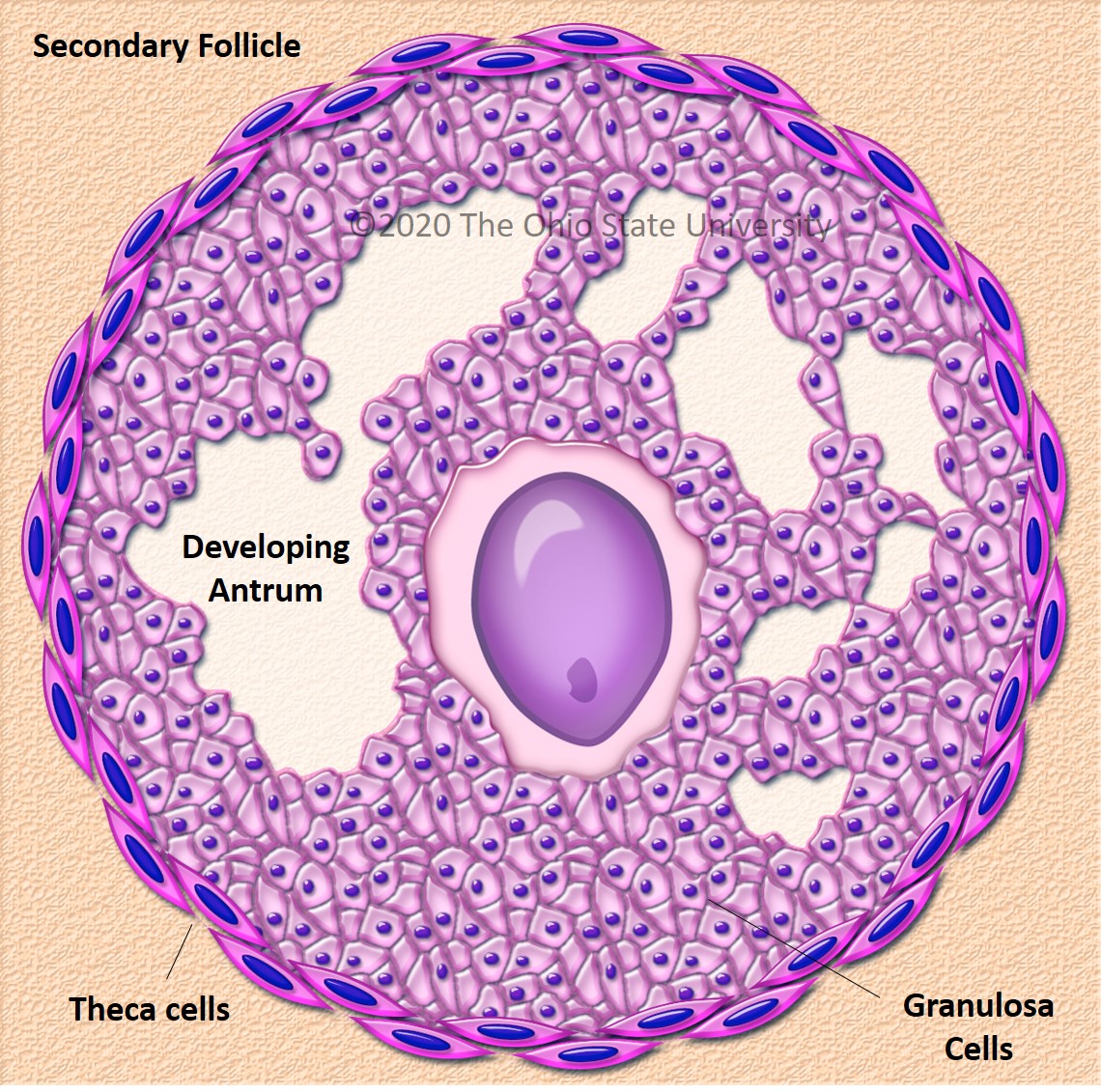 The ovary – Veterinary Histology