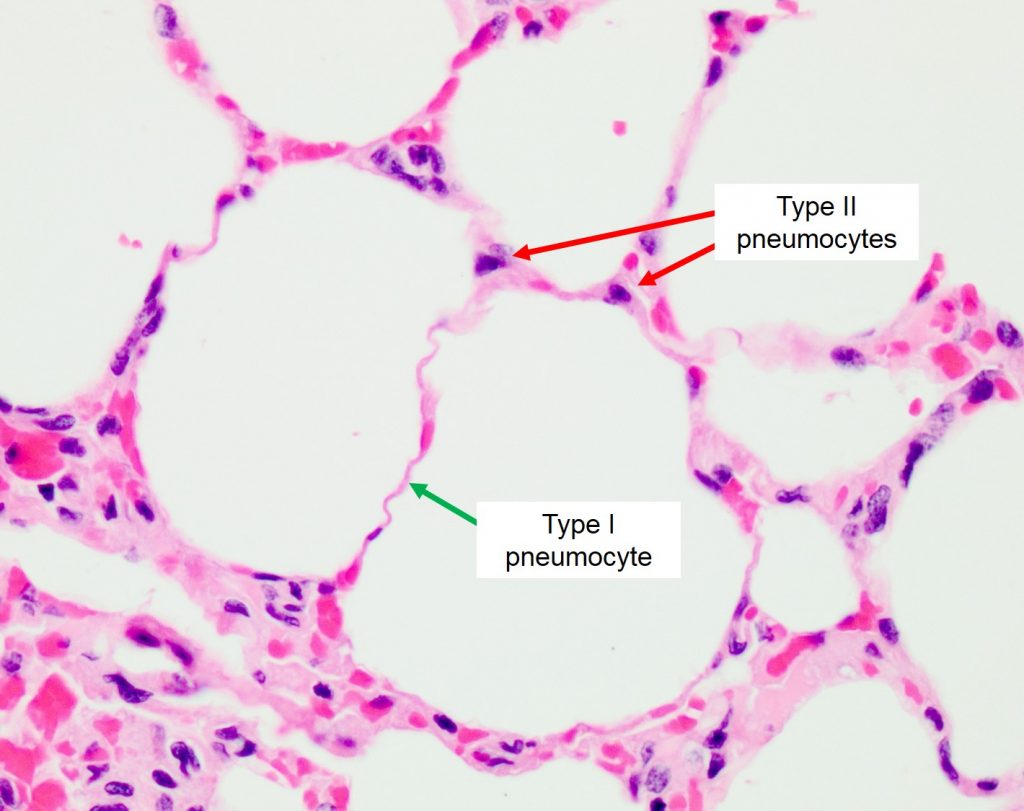 gas-exchange-alveoli-veterinary-histology