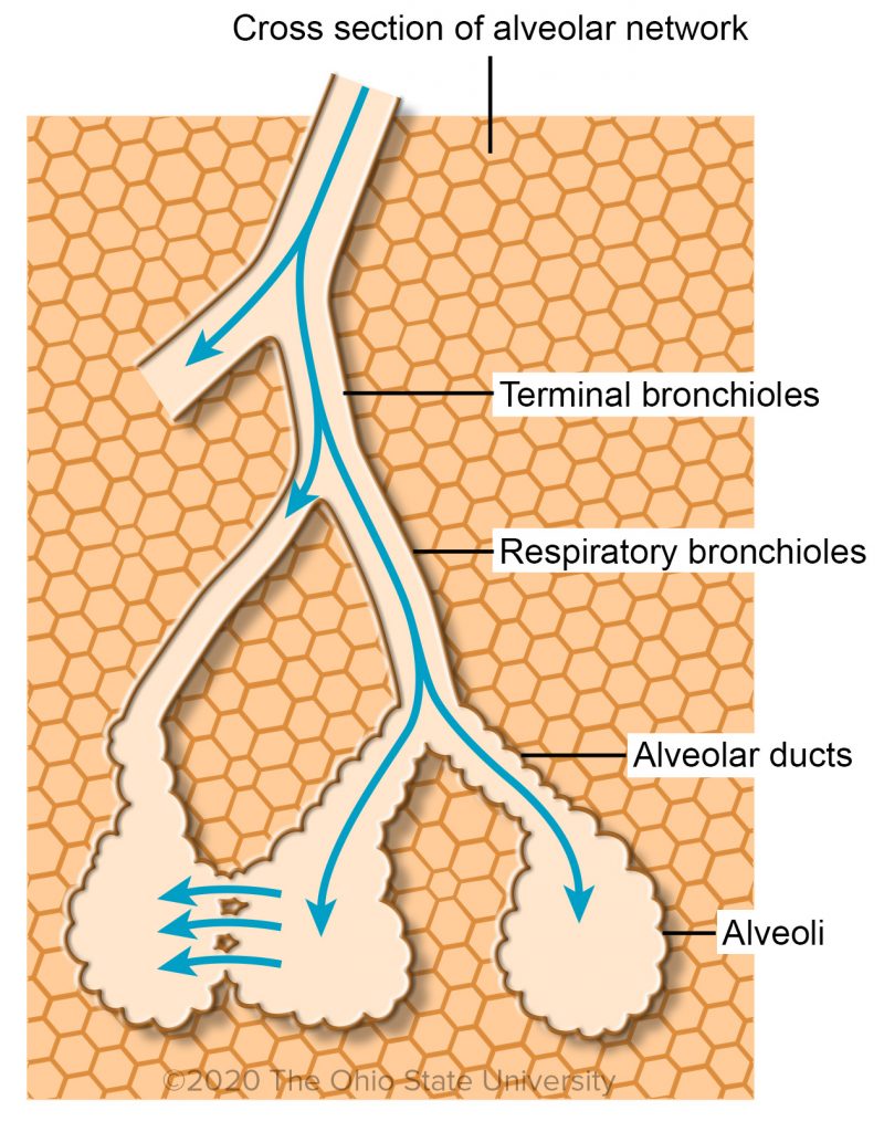 Air conduction: Terminal bronchioles, Respiratory bronchioles and Alveolar  ducts – Veterinary Histology