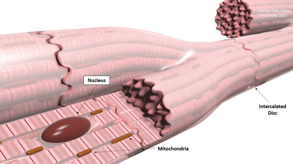 desmosomes in cardiac muscle