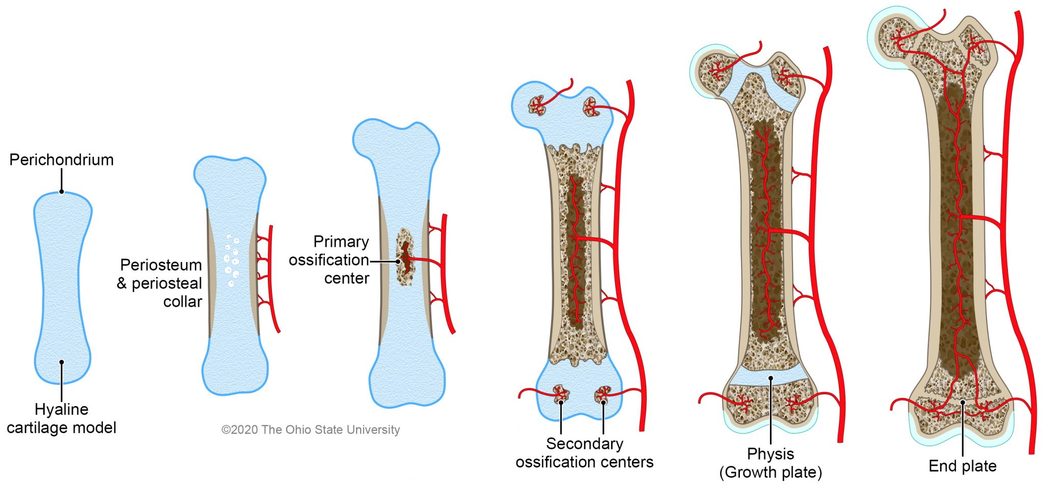 Пластина роста. Формирование костей. Механизмы роста кости. Рост трубчатой кости. Рост трубчатых костей.