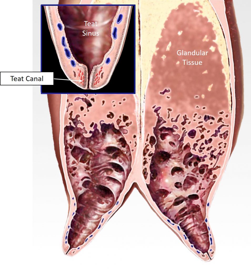 The mammary gland – Veterinary Histology