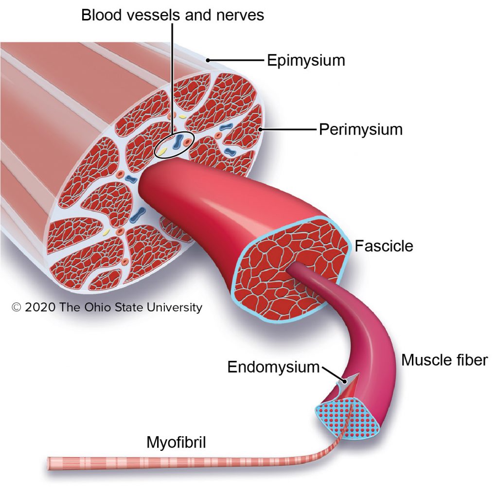 structure of skeletal muscle