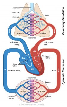 Blood circulation – Veterinary Histology