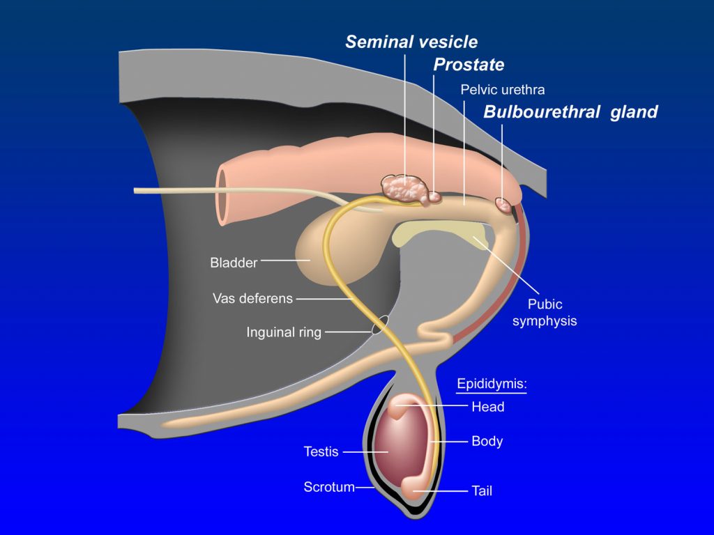 Male accessory sex glands – Veterinary Histology
