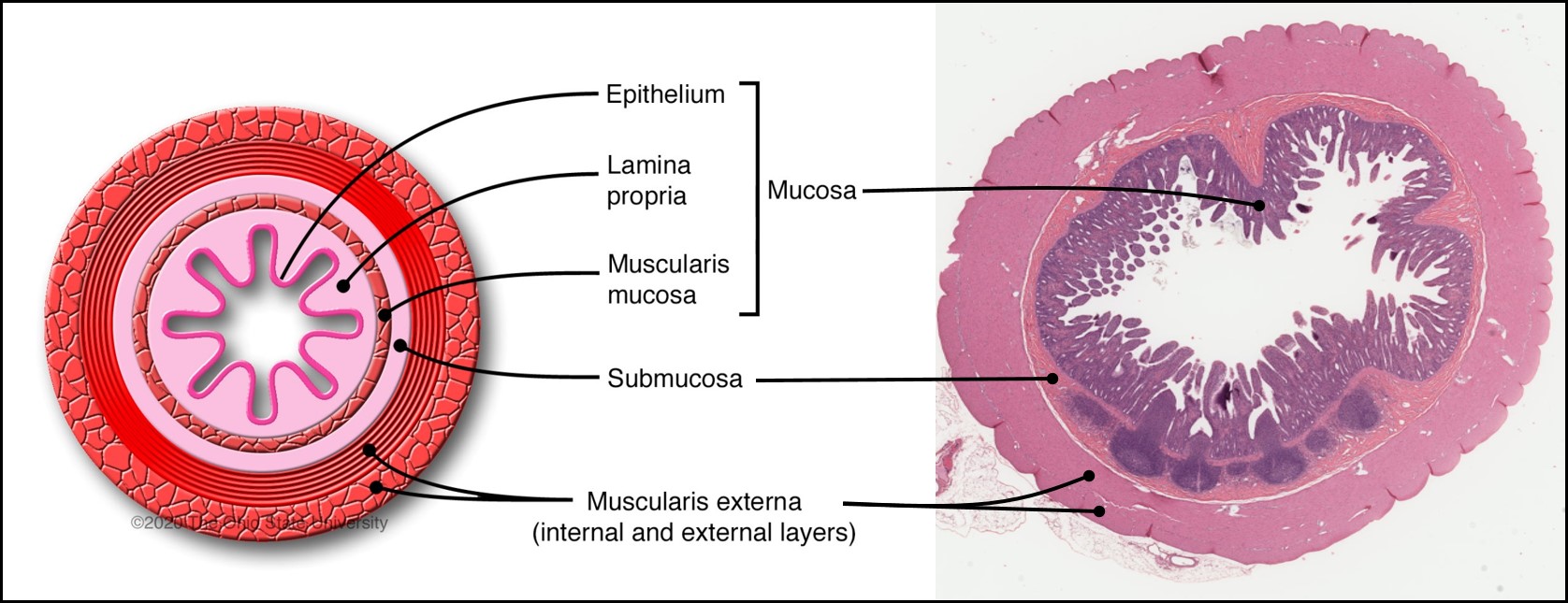 Intestino tenue - Istologia veterinaria | Blogs Network