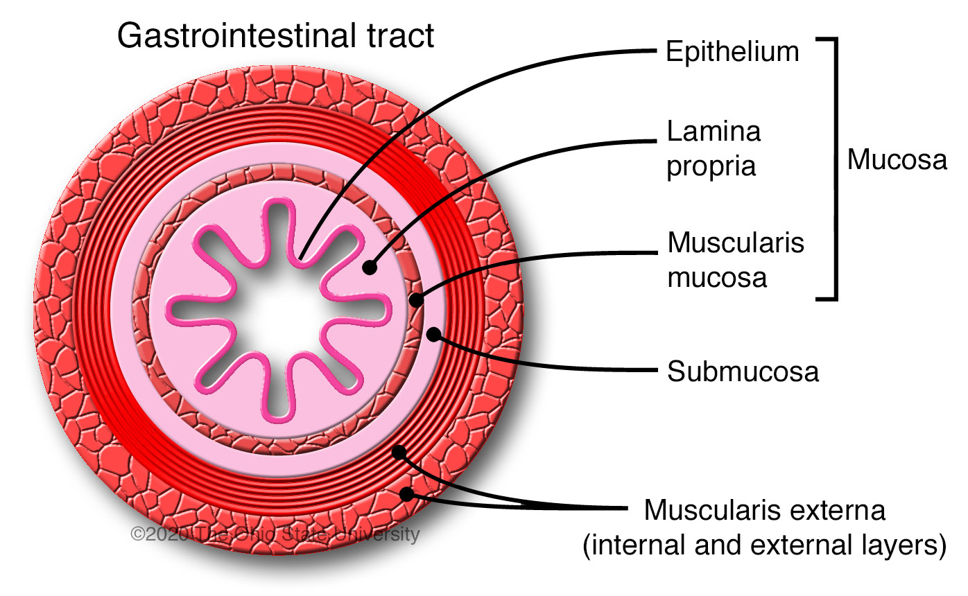 General histologic anatomy of the tubular digestive tract Veterinary