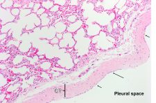 Pleura – Veterinary Histology