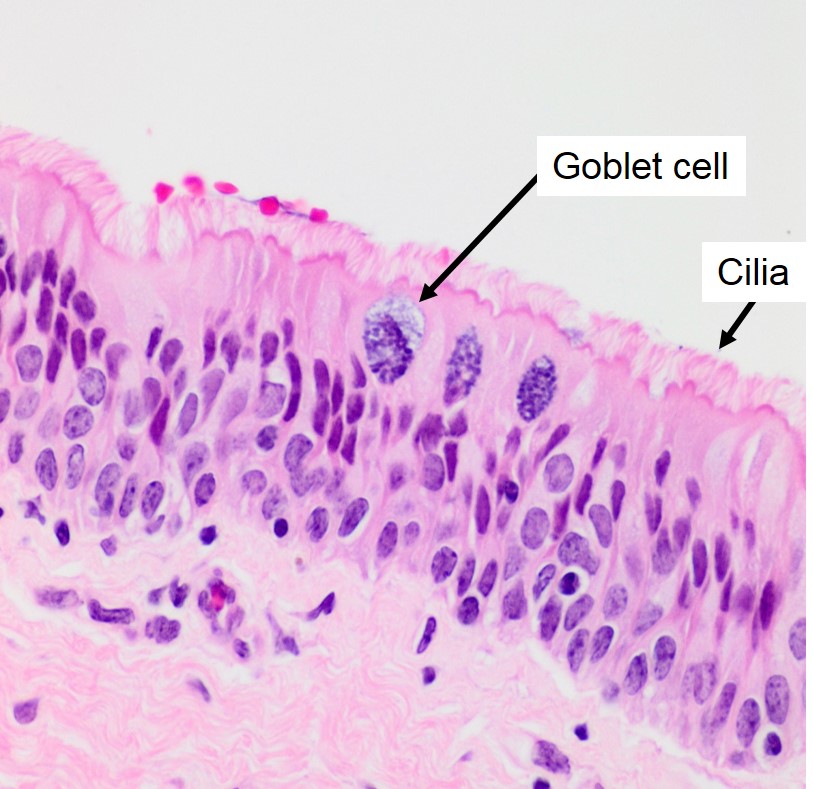 trachea histology goblet cells