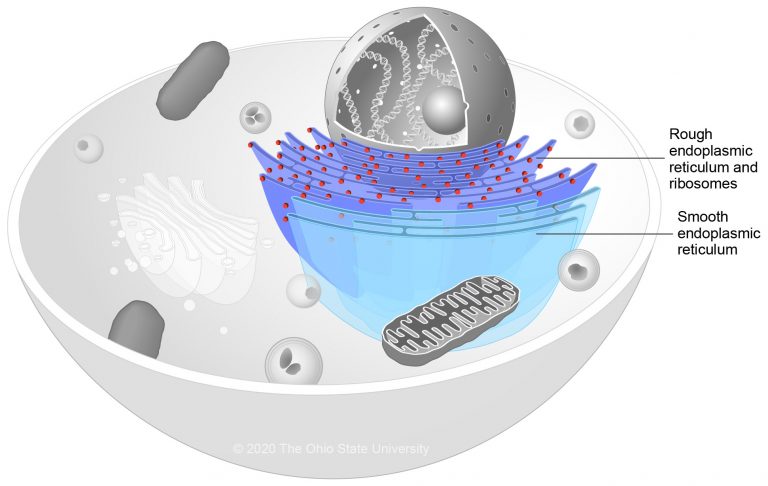 Endoplasmic Reticulum – Veterinary Histology