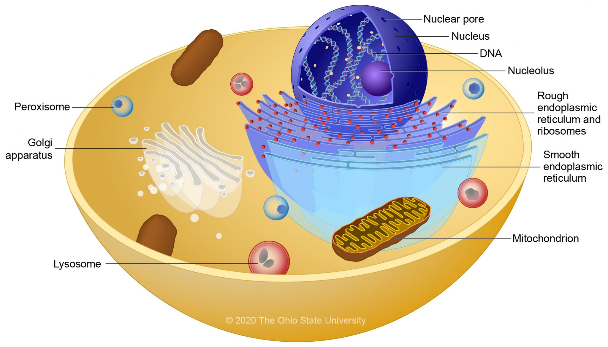 Overview – Veterinary Histology