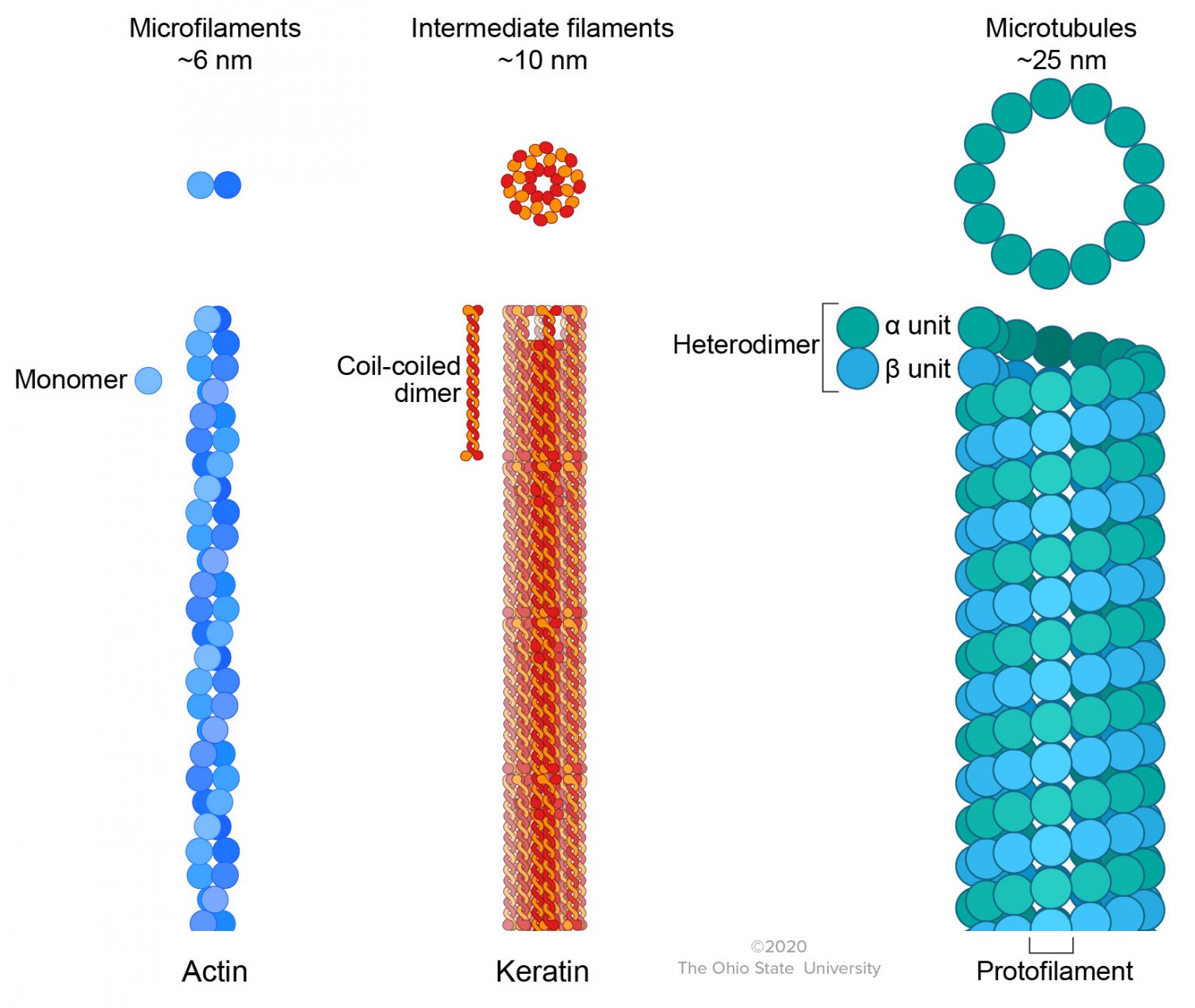 Cytoskeleton and Filaments Veterinary Histology