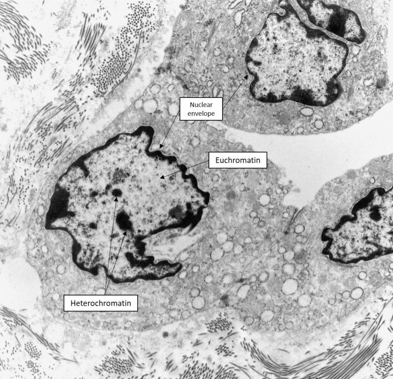 Nucleus and Nuclear Structures – Veterinary Histology