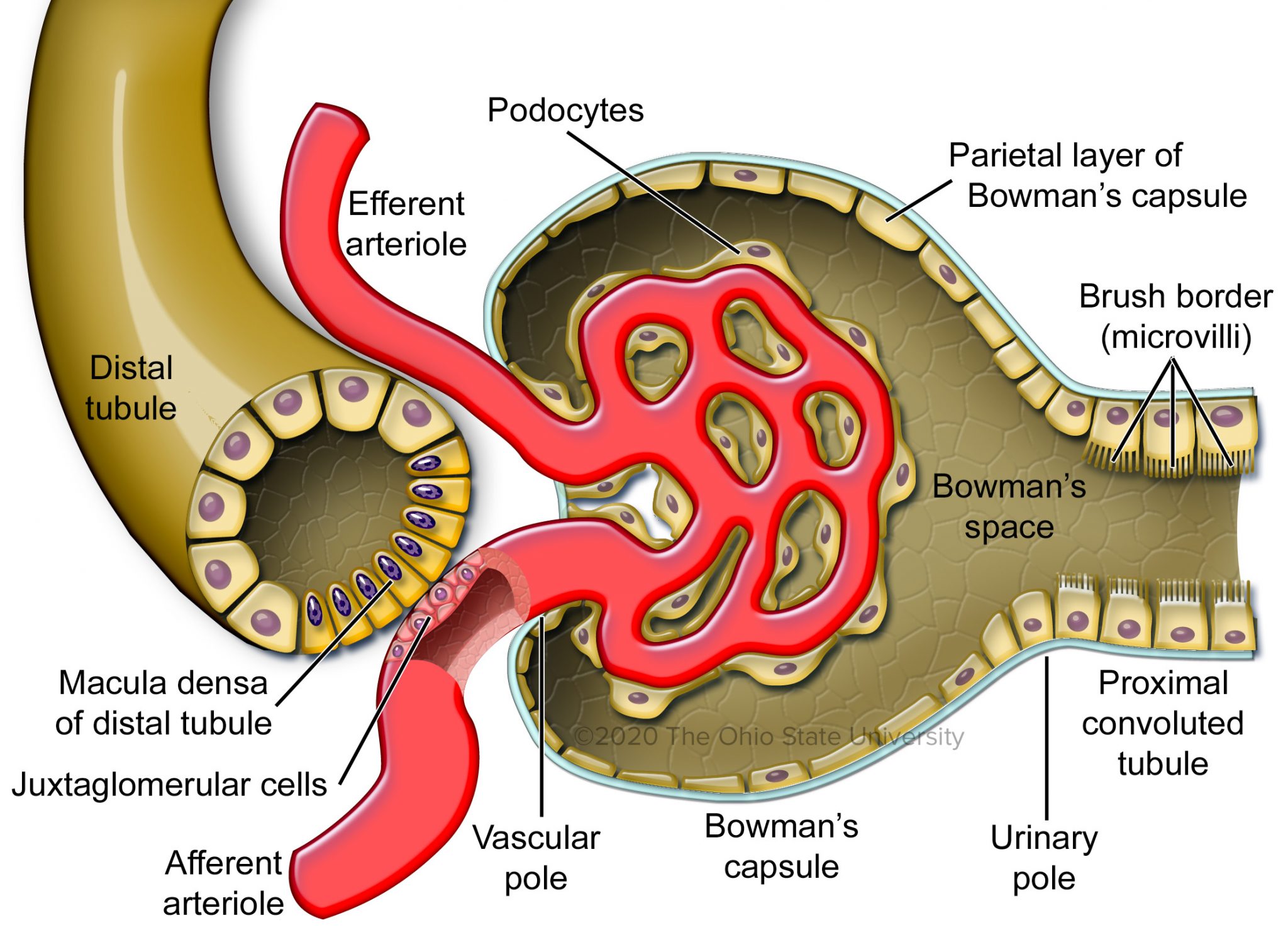 The Juxtaglomerular Apparatus Veterinary Histology