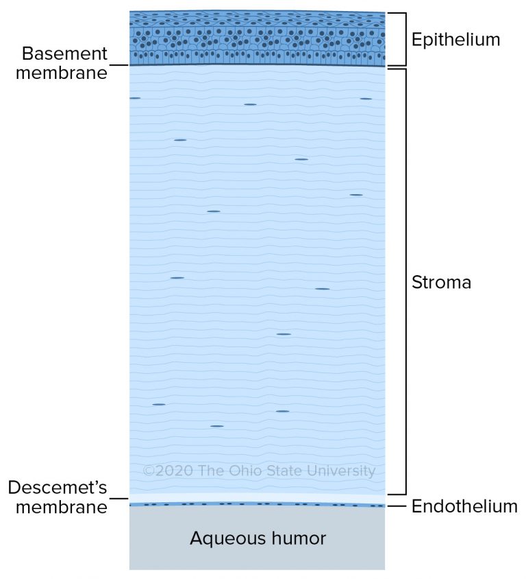 Fibrous Tunic Veterinary Histology