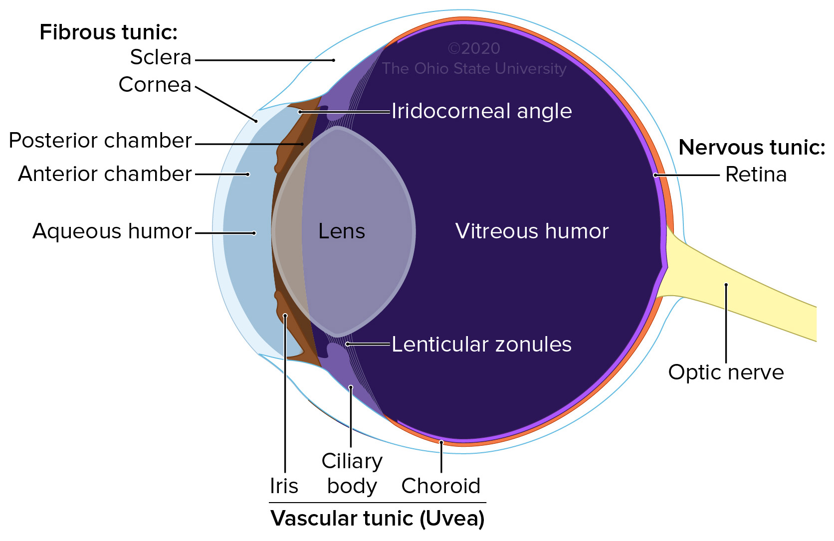 Overview Veterinary Histology