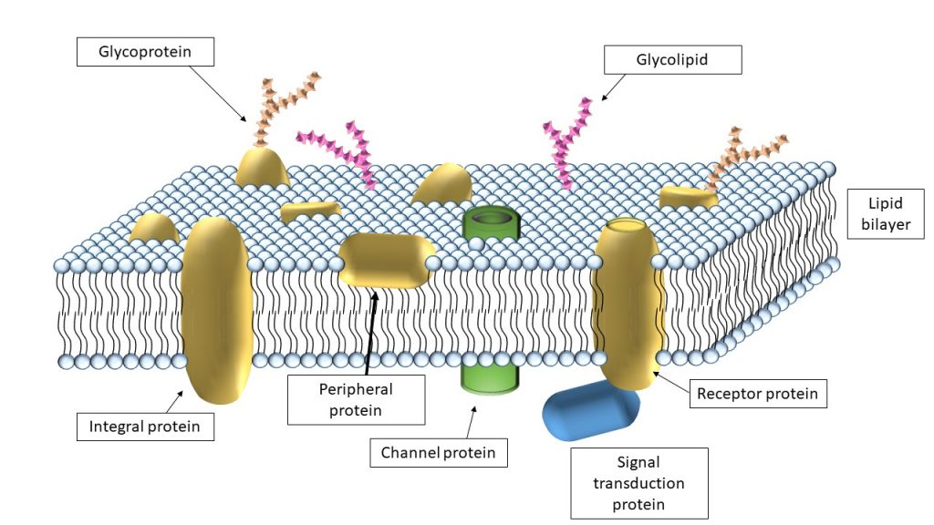 receptor protein in cell membrane