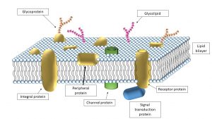 Cell Membrane – Veterinary Histology