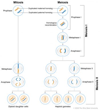 Cell Division – Veterinary Histology