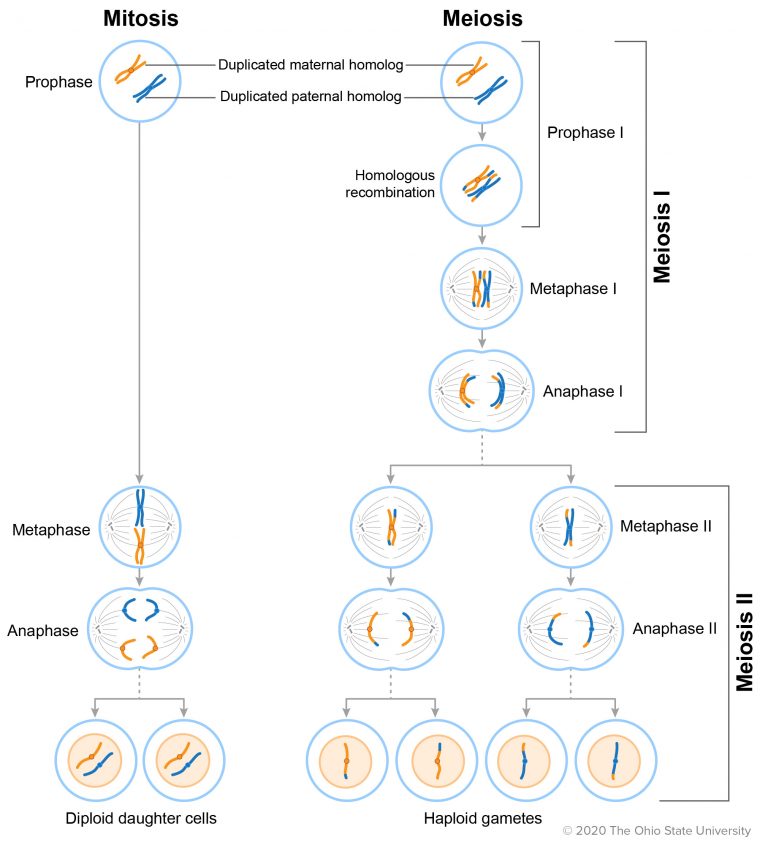 Cell Division – Veterinary Histology