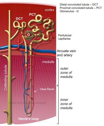 Renal blood supply – Veterinary Histology