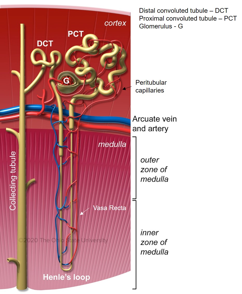 Renal blood supply Veterinary Histology