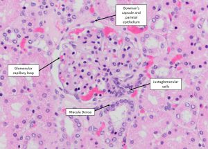 juxtaglomerular apparatus histology interstitium renal