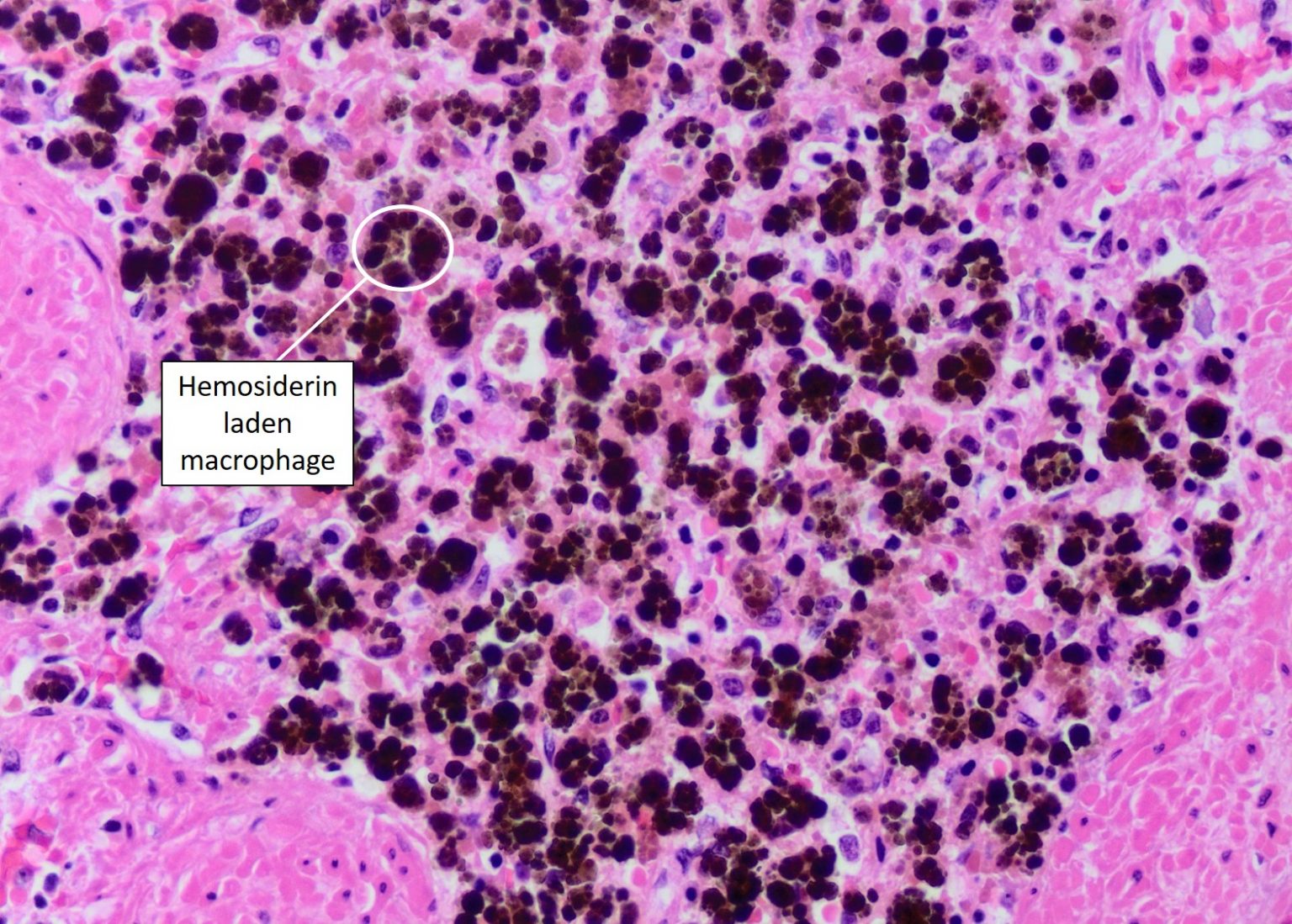 Cell Inclusions – Veterinary Histology