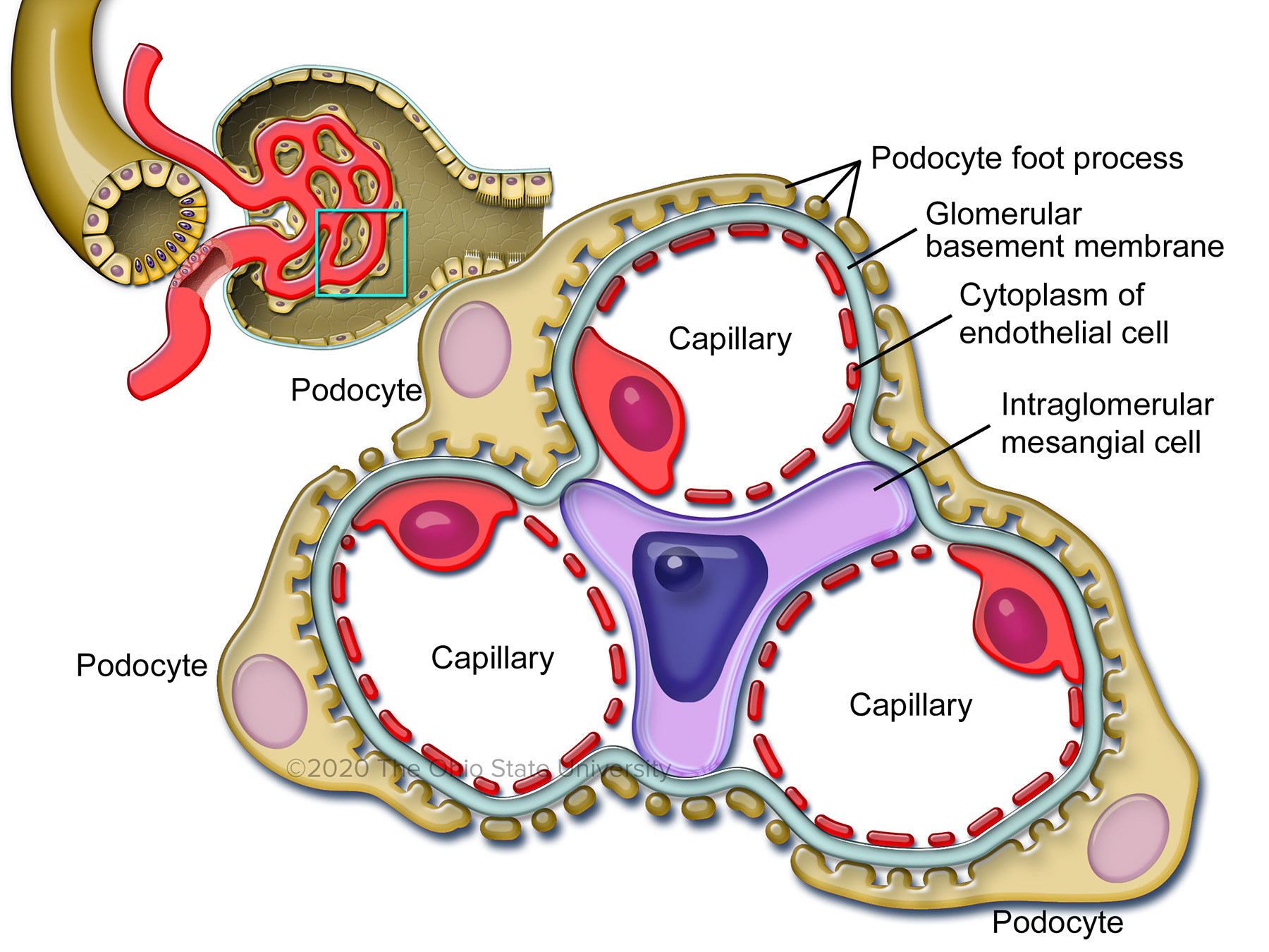 The Glomerulus – Veterinary Histology