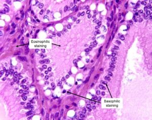 Appendix 2: Histological Staining Methods – Veterinary Histology