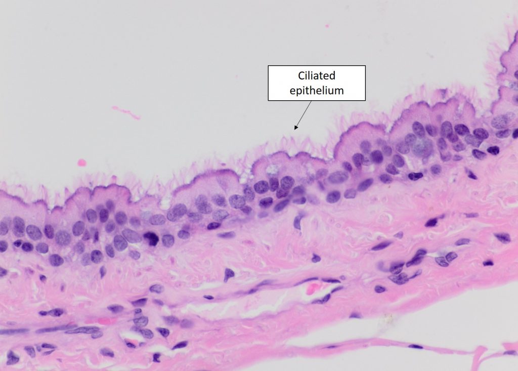 ciliated epithelial cell microscope