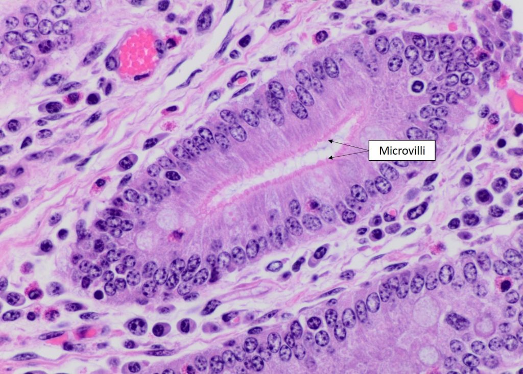 Simple Columnar Epithelium Microvilli 