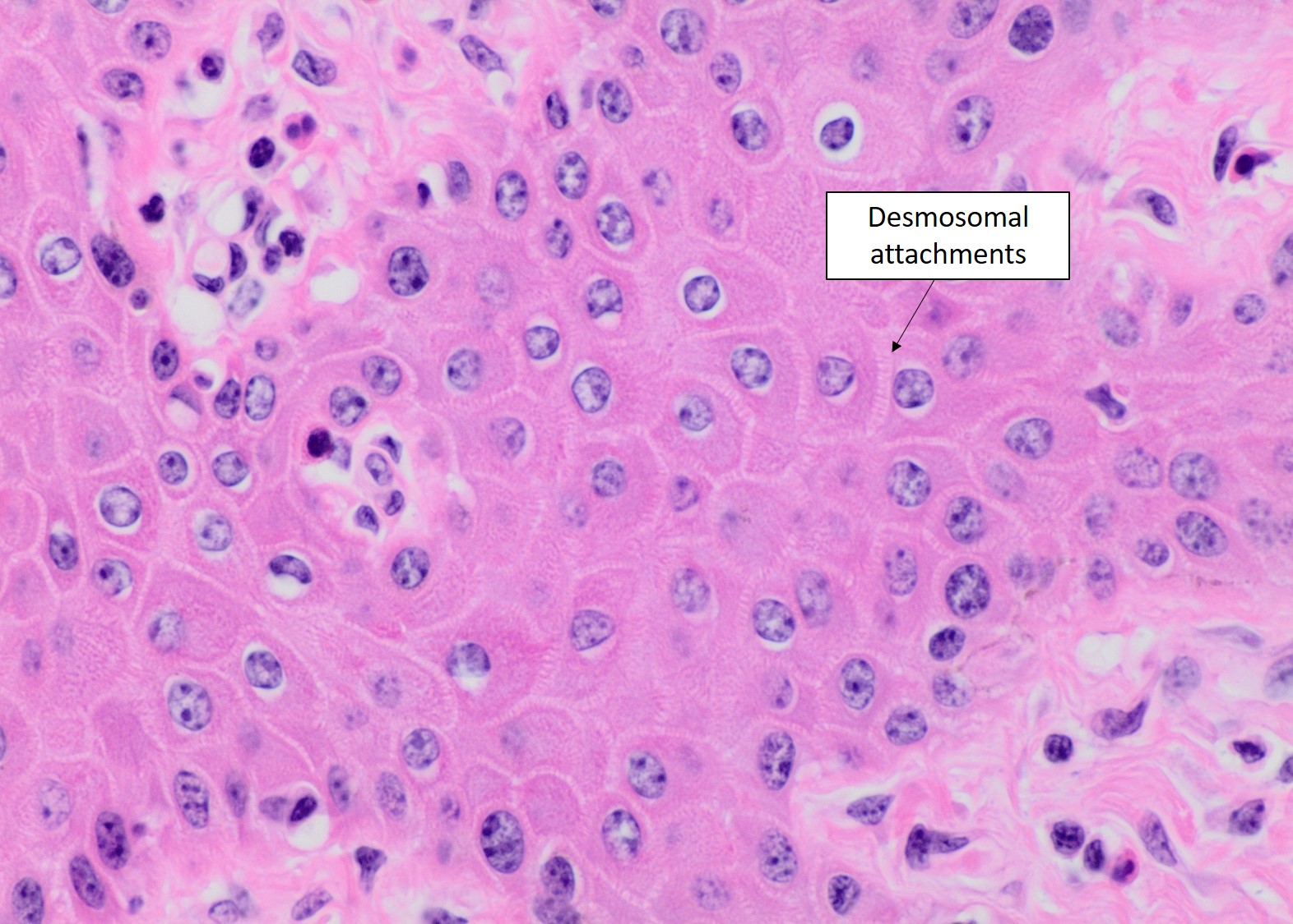 Modifications to epithelium Veterinary Histology