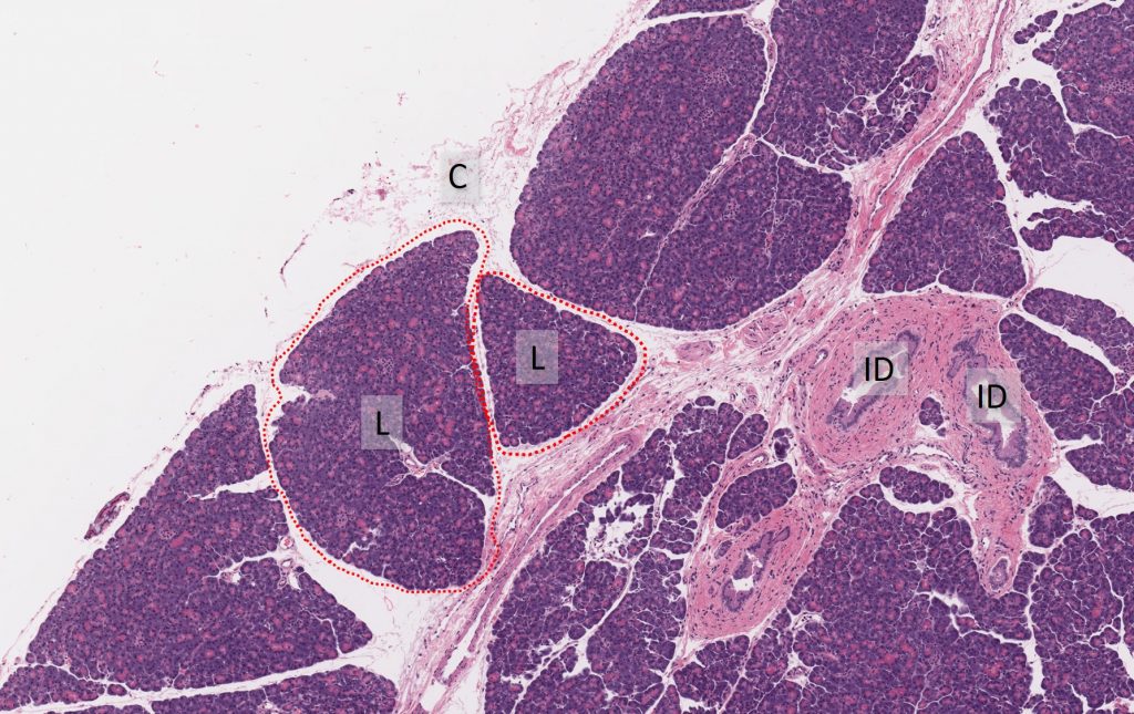 pancreas gland histology labeled