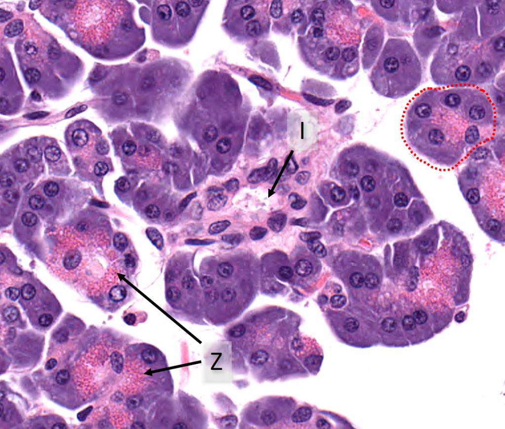 pancreas gland histology labeled