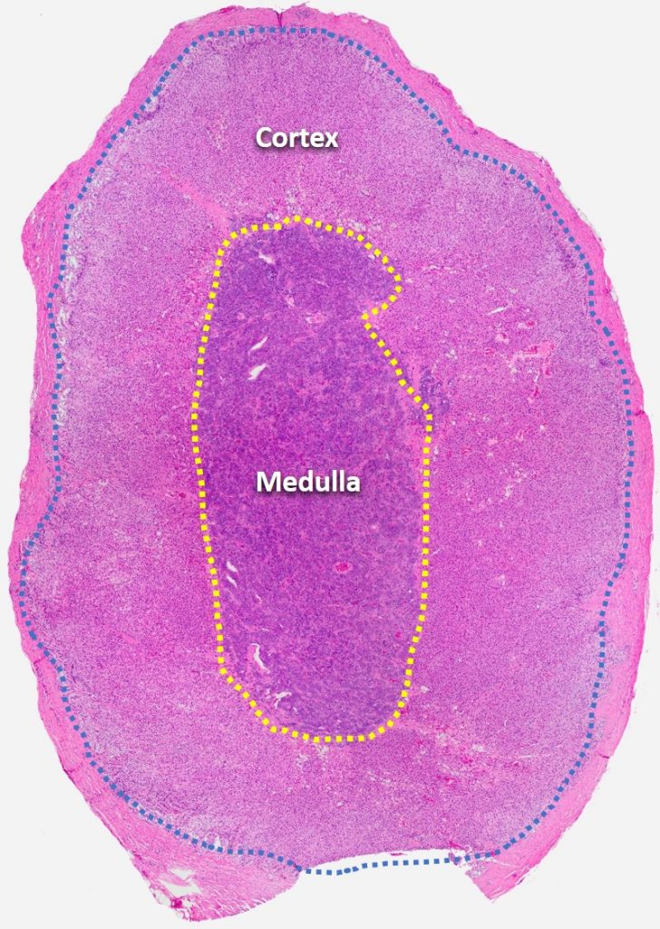 Adrenal Gland Histology Diagram 