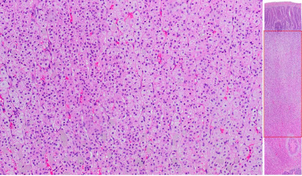 adrenal histology