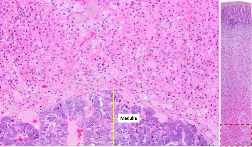 adrenal histology