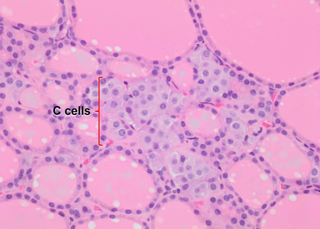 Thyroid Gland Histology C Cells